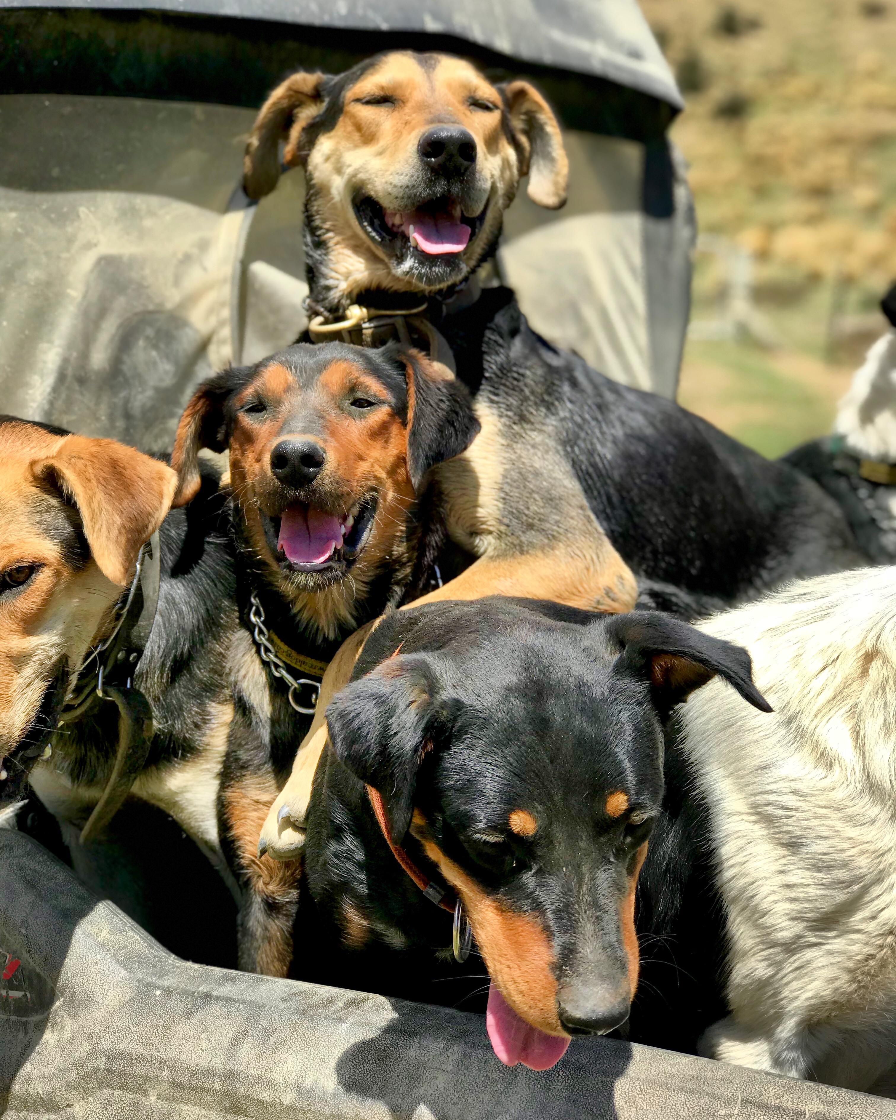 Sheepdogs, Danseys Pass on the South Island of New Zealand.