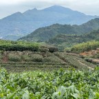 Life in the Tea Hills